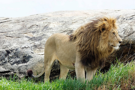 种类 野生动物 肖像 非洲 狮子 捕食者 食肉动物 猫科动物