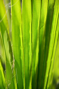 环境 夏天 生长 植物 季节 特写镜头 生活 花园 西班牙