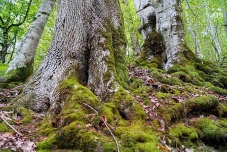 荒野 森林 自然 植物 树皮 幻想 巨人 地面 分支 颜色