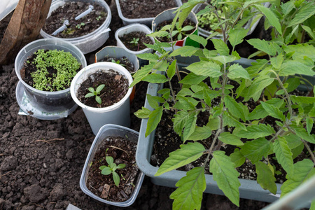 培养 工作 领域 花园 生态学 发芽 季节 爱好 新的 自然