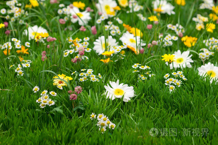 绿色草地上的野花闭合