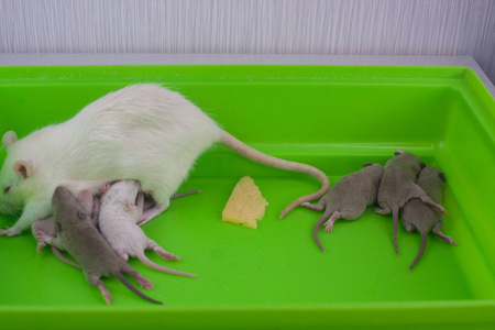老鼠家族。孩子们和妈妈在绿笼子里。可爱的小老鼠。