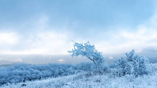 雪地里结了冰的树图片