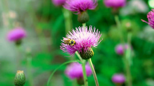 颜色 草地 特写镜头 植物 花园 植物学 粉红色 紫色 夏天