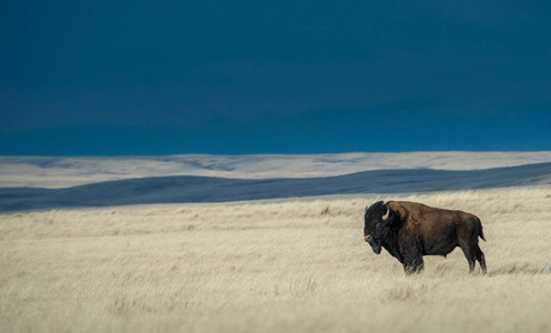 旅游业 野牛 环境 毛皮 萨斯喀彻温省 自然 大草原 夏天
