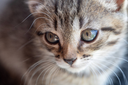 肖像 毛茸茸的 可爱极了 有趣的 自然 动物 斑猫 美丽的