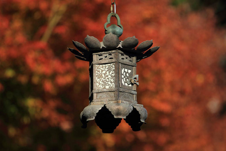 寺庙 日本 秋天 枫树 灯笼 建筑 建筑学 风景 佛教 神奈川