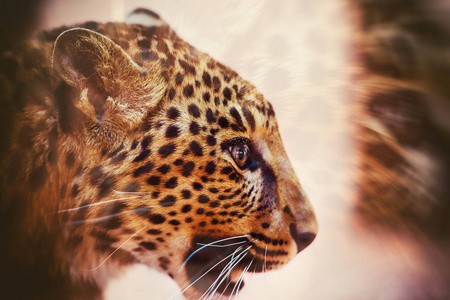 豹子，美丽的肖像。动物世界。大猫。