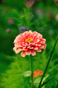 植物区系 大丽花 粉红色 开花 植物 自然 花园 繁荣的