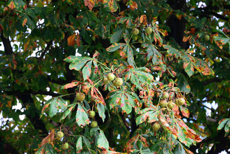 植物区系 森林 美女 水果 落下 秋天 植物 栗子 季节