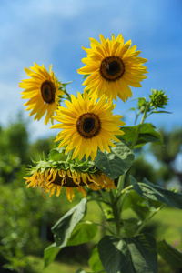 夏天 植物 闪耀 菊科 太阳 植物区系 夏季