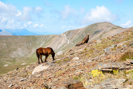 风景 天空 高的 阿尔卑斯山 山谷 动物 比利牛斯山脉 岩石