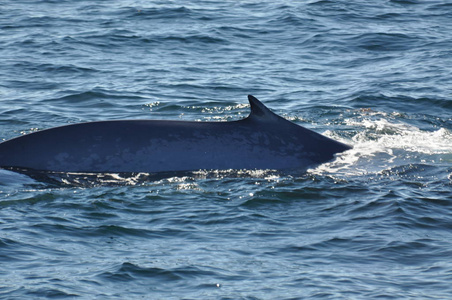 哺乳动物 游泳 野生动物 水下 海豚 鲸鱼 海洋 旅行 动物
