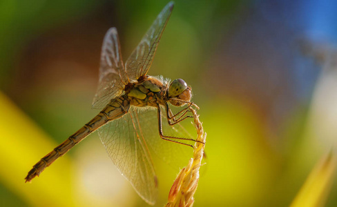 草坪 特写镜头 昆虫 自然 蜻蜓 草地 动物