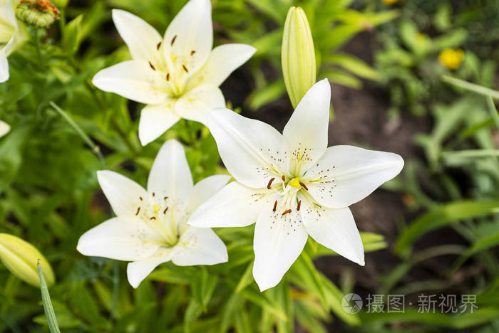 美丽的白色百合花一束百合花白百合的灌木