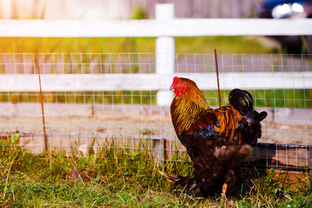 传统家禽养殖场的散养鸡