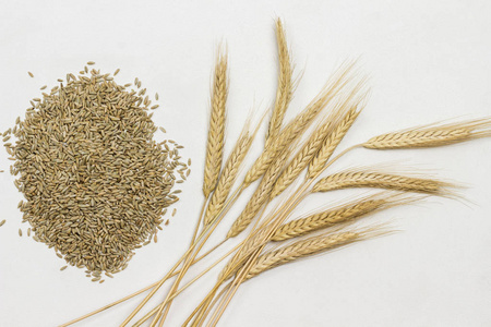 黑麦的全麦和小穗。健康碳水化合物