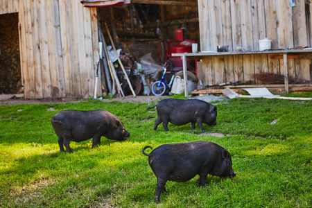 在私人农场的自由草地上可爱的大肚腩猪
