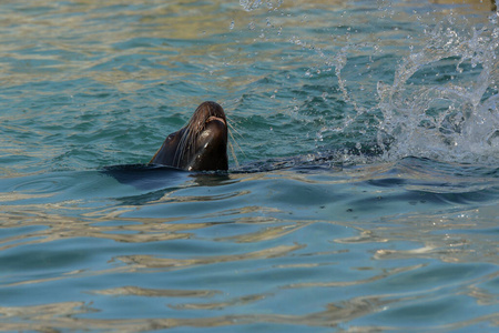 生活 旅行 动物 海豚 海湾 海洋 太平洋 游泳 潜水 鲸鱼