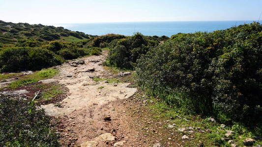 植物 外部 沿海 斜坡 悬崖 乌拉布 欧罗巴 葡萄牙 阿尔加维