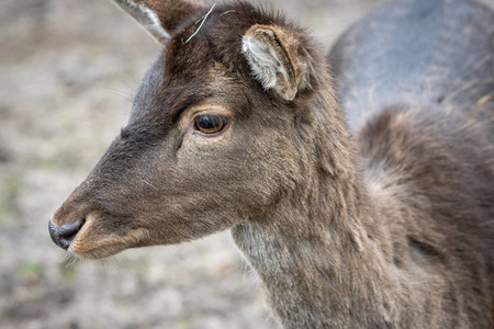  portrait of a deer, dama dama, in a zoo