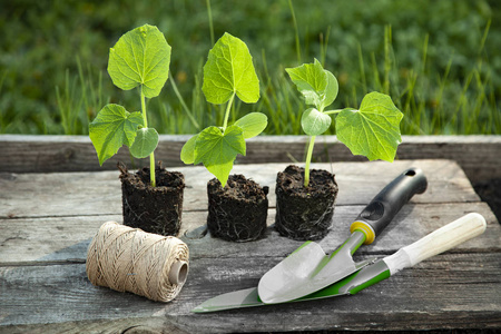 春苗在塑料托盘和园艺工具中发芽
