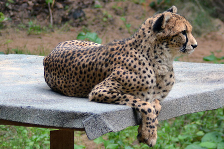 丛林 危险的 动物 捕食者 自然 野生动物 豹子 猎豹 哺乳动物