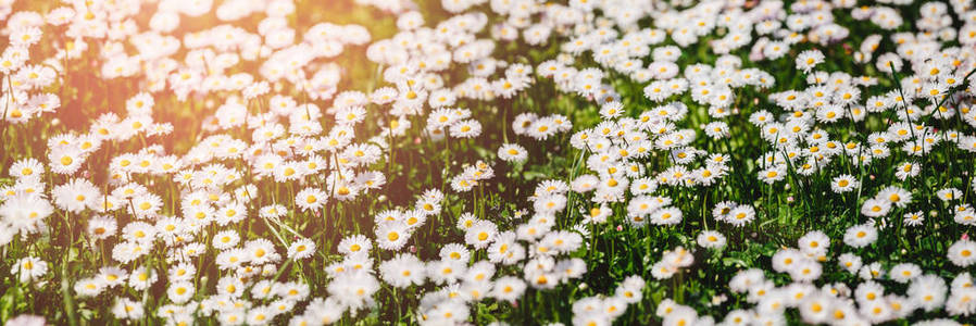 洋甘菊或雏菊在阳光下盛开。夏花，选择性聚焦，构图广泛