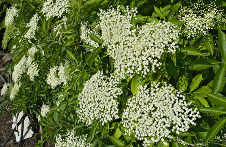 领域 季节 环境 农场 接骨木 盛开 植物 开花 公园 接骨木花