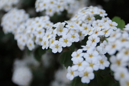 特写镜头 樱桃 季节 花园 花瓣 夏天 植物 开花 春天