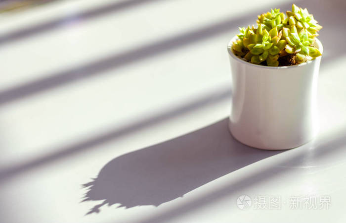 青棘多汁植物盆栽阳光阴影背景图