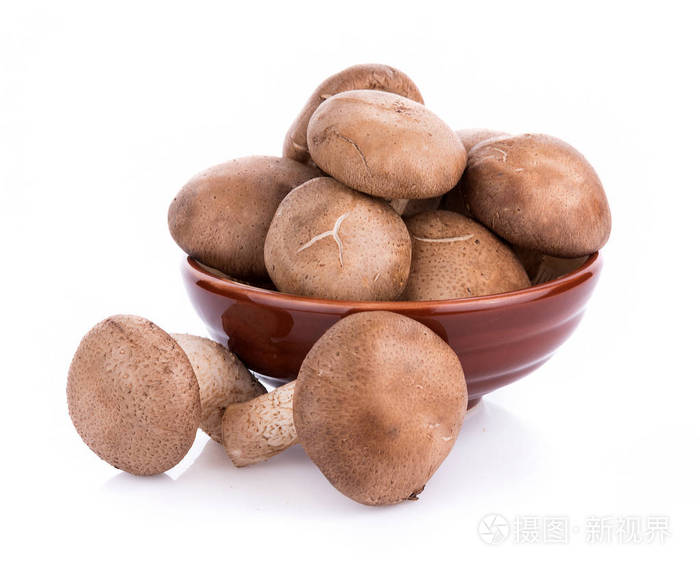 白底香菇