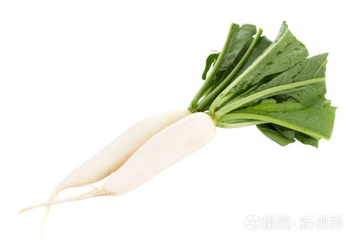 白底鲜白萝卜