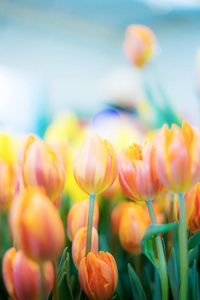 郁金香花五彩缤纷。