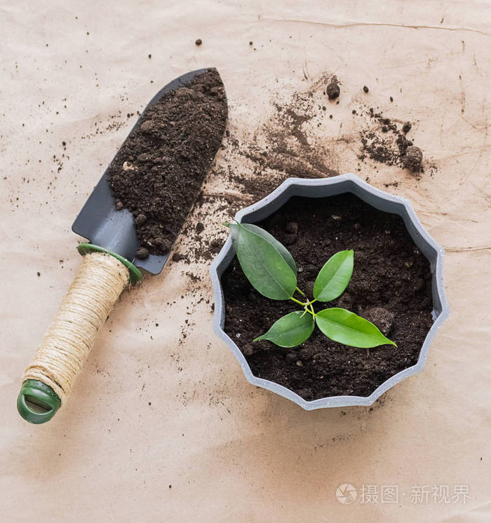 家庭园艺景观将各种绿色植物仙人掌移植到花盆里方形框架顶视图