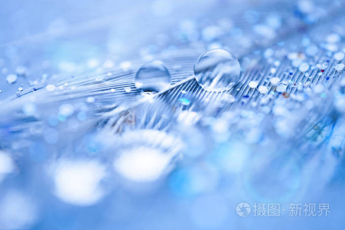 美丽的水滴落在羽毛上宏美丽柔和的浅蓝色和紫色背景选择性聚焦带复制