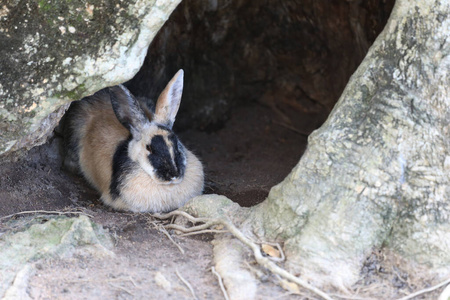 兔子在树洞里放松。