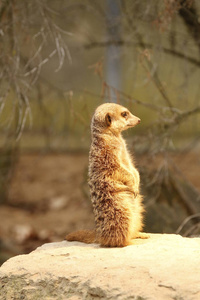 生物 动物群 毛茸茸的 生态学 苏里塔 动物园 可爱极了