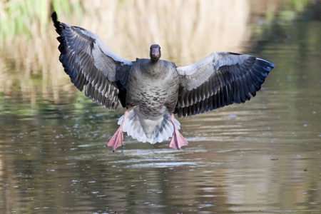 飞行 水禽 鸭子 着陆 苍蝇 土地 移民 咯咯地笑 池塘