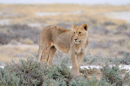 大草原 捕食者 非洲 狮子 纳米比亚