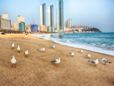 韩国釜山海因德海滩的海鸥图片