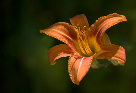 花园 百合 花的 美女 夏天 开花 颜色 特写镜头 植物学