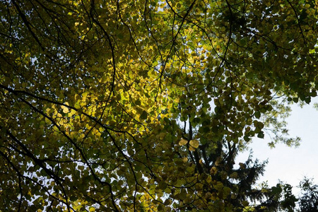 秋天 植物 天空 环境 风景 公园 树叶 落下 颜色 自然