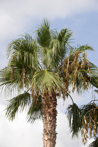 夏天 美丽的 天空 旅行 植物区系 棕榈 海滩 太阳 森林