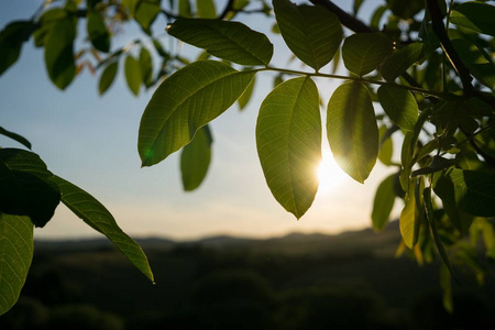 美丽的 植物学 绿色植物 郁郁葱葱 颜色 夏天 树叶 公园