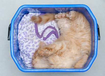 小姜猫躺在塑料桶里