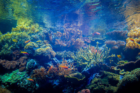 美丽的 颜色 深的 旅行 暗礁 美女 海的 珊瑚 海洋 水族馆