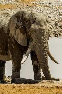 饮酒 荒野 动物 旅行 保护 非洲 大象 埃托沙 树干 食草动物