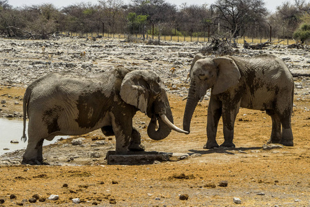 动物 埃托沙 公园 哺乳动物 荒野 自然 大象 纳米比亚