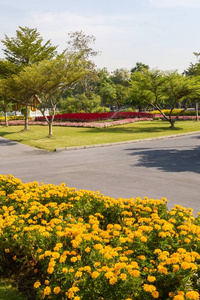 环境 自然 风景 植物 花瓣 领域 花的 天空 植物学 花园